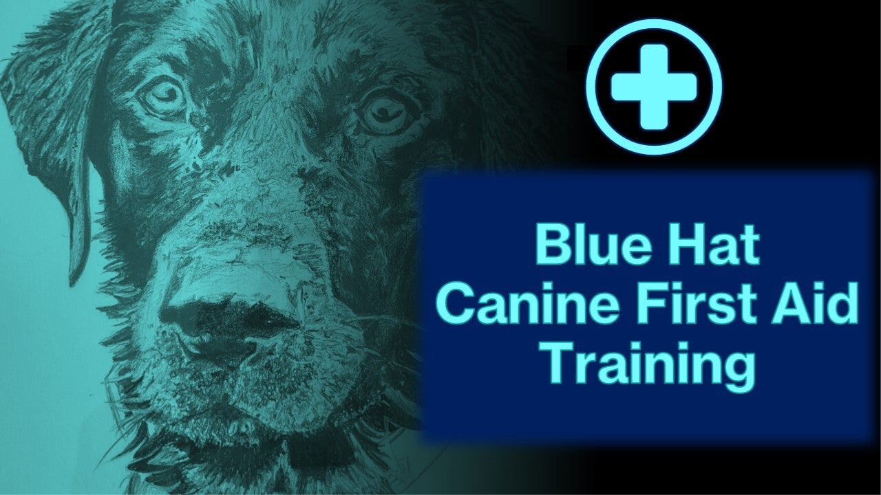 Blue Hat Canine First Aid Course - Long Melford, Suffolk
